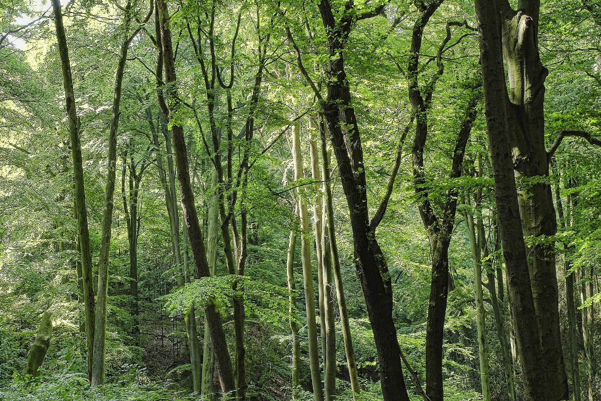 Grafenberger Wald I, Duesseldorf